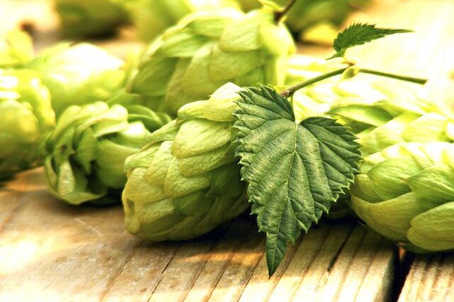 Hop cone to increase breast size